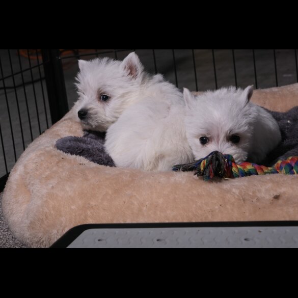 West Highland White Terrier - Both