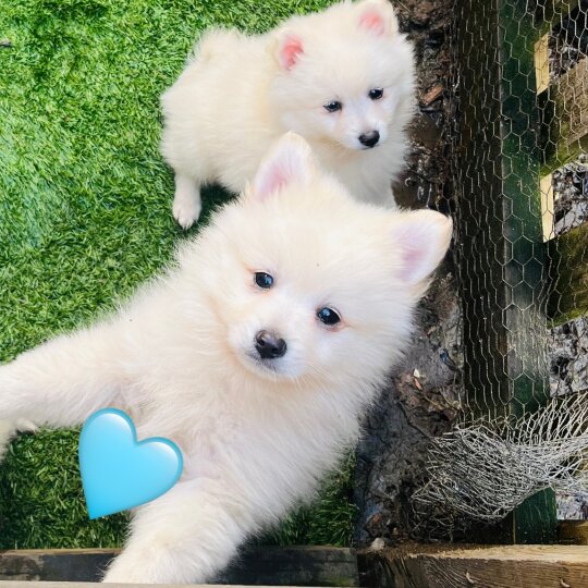 Pomeranian - Dogs