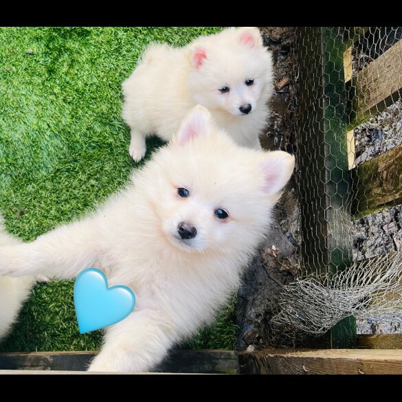 Pomeranian - Dogs