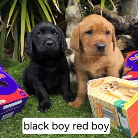 Labrador Retriever - Both