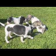 Whippet - Both