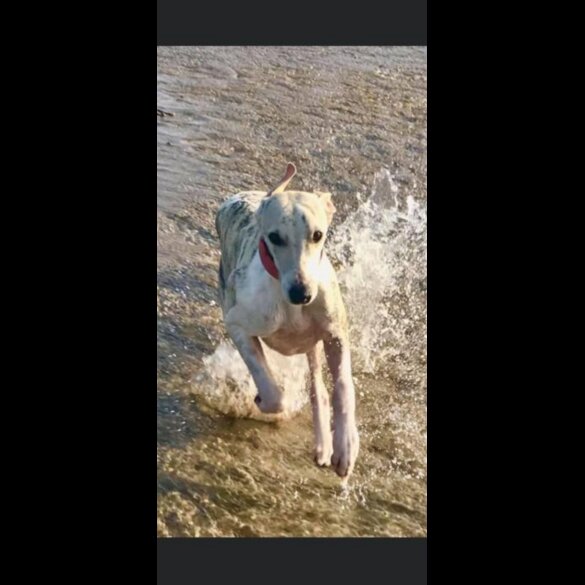 Whippet - Both