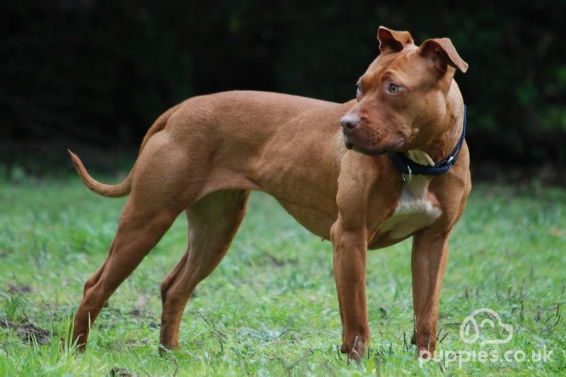 4 Banned Dog Breeds In The UK With Photos 