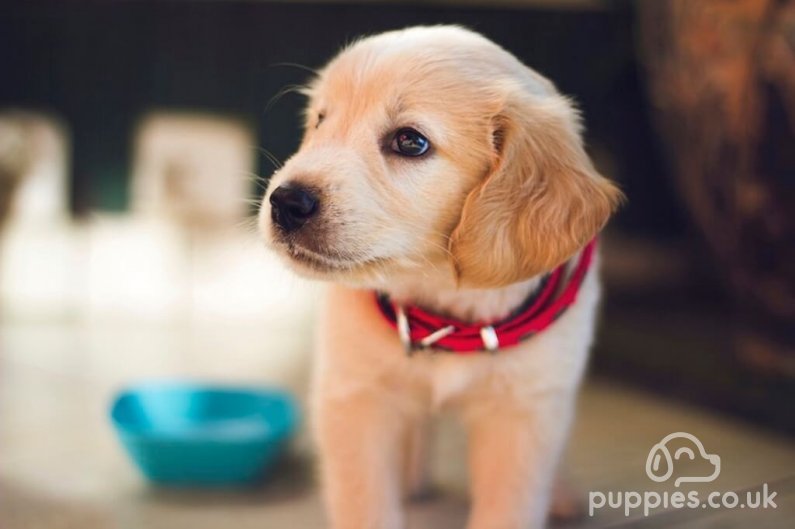 What to Ask a Puppy Breeder?