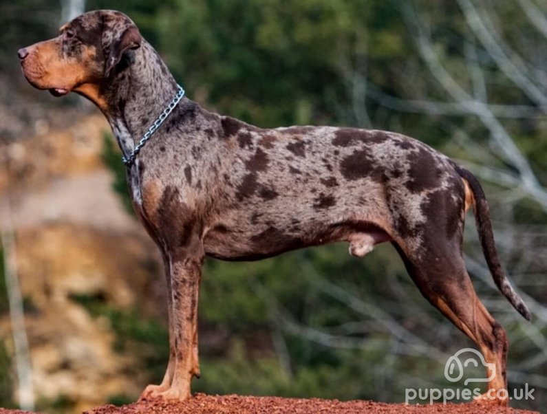 15 Rarest Dog Breeds To Own - Rare Breed List With Pictures