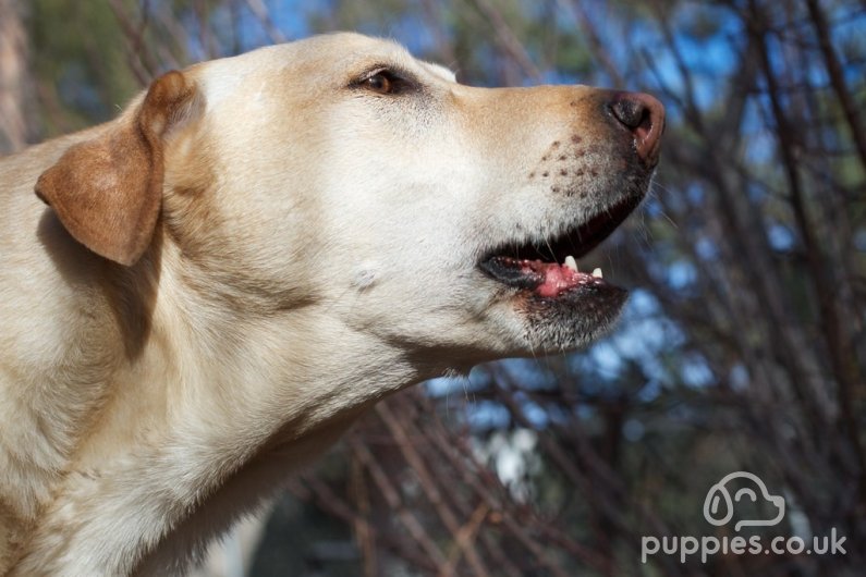 How To Deal With A Dog That Barks All The Time. 