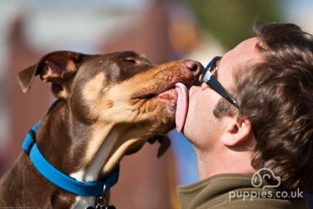 Why Do Dogs Lick You? - Understanding Your Dog