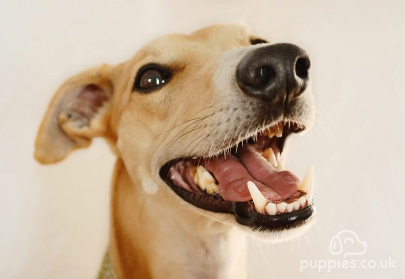 How Many Teeth Do Dogs Have? - Dog Dental Guide