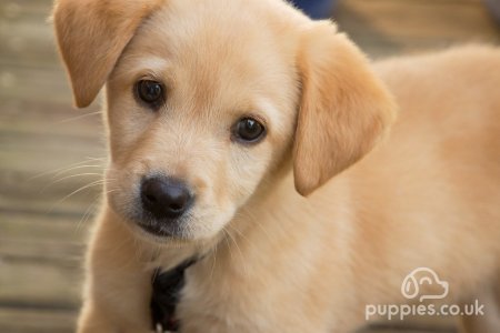 Puppy Growth: When Do Dogs Stop Growing?