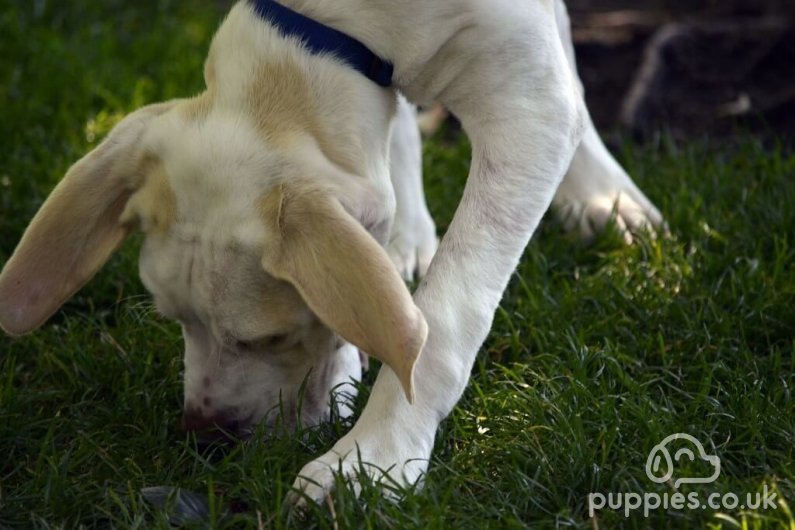 Why Do Dogs Eat Poop & Ways To Stop Them