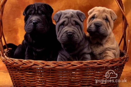Finding A Local Dog Breeder