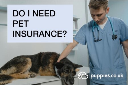 What is pet insurance and do I need it?