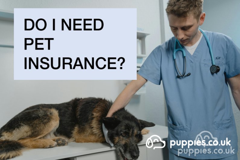 What is pet insurance and do I need it?