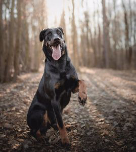 Beauceron Breed Information Owner S Guide Tips Facts