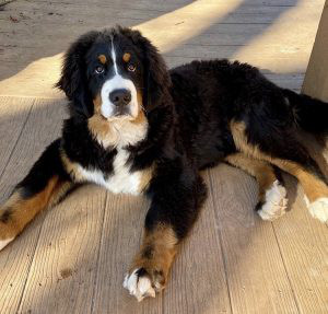 Bernese Mountain Dog Breed Information | Owner’s Guide | Tips | Facts