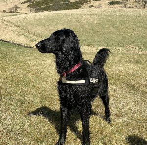 Flat Coated Retriever Breed Information Owner S Guide Tips Facts