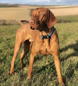 Hungarian Vizsla Breed Information | Owner’s Guide | Tips | Facts