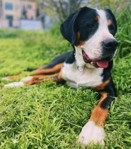 Greater Swiss Mountain Dog Breed Information Owner S Guide Tips Facts