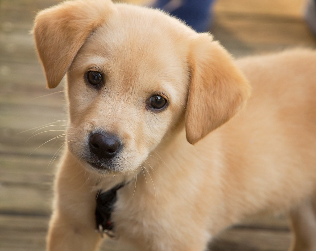 a-guide-to-how-to-prepare-for-welcoming-a-new-puppy-into-your-home