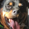 Scheelkruger Rottweilers