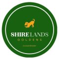 Shirelands Goldens